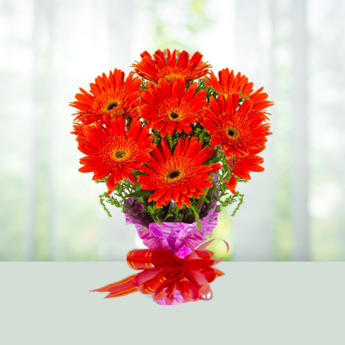 Beautiful 10 Gerberas Bunch